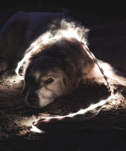 POWER PRACTICAL Luminoodle - The Original LED Light Rope for Camping - 5ft Waterproof USB Powered LED String Lights + Lantern for Hiking, Safety, Emergencies 5 FT 30 71rqPhWPrL