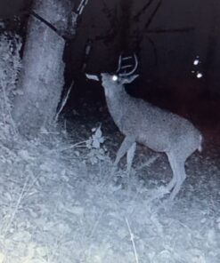 Moultrie Feed Station, Choose Model Feed Station II 33 71ruLLpPEQL