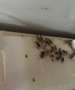 Trapper Insect Trap (Great for Bed Bugs, Spiders, Cockroaches) - Includes 90 Traps 23 71rux4JO3NL