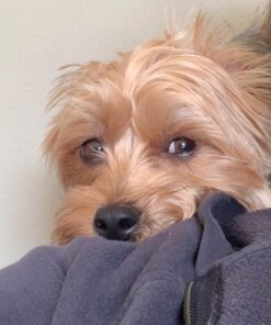 Glandex Anal Gland Soft Chew Treats with Pumpkin for Dogs Digestive Enzymes, Probiotics Fiber Supplement for Dogs Boot The Scoot (Peanut Butter Chews, 30ct) Peanut Butter Chews 35 71rxhv76uvL