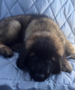 Leash Boss Dog Car Seat Belt Restraint - No-Chew Heavy Duty Car Seatbelt for Pets - 5 Sizes - Coated Steel Rope to Prevent Chewing (31 in) Black - 1-Pack 31in 30 71ry572YSpL