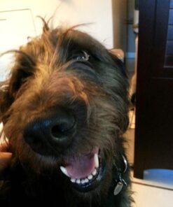 Advantage II XL Dog Vet-Recommended Flea Treatment & Prevention | Dogs Over 55 lbs. | 4-Month Supply 4-Pack 46 71ryNphlLYL