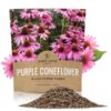 Purple Coneflower Seeds – Extra Large Packet – Over 3,000 Open Pollinated Non-GMO Wildflower Seeds – Echinacea purpurea 1 Ounce Pouch