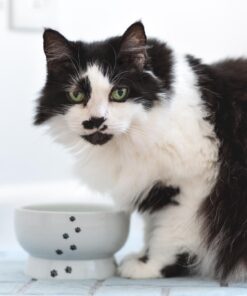 Necoichi Raised Cat Water Bowl, Elevated, with Measurement Lines, Dishwasher and Microwave Safe (Cat, Regular) 57 71rzUD VSyL