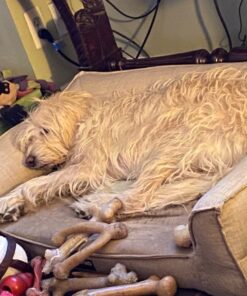 NaturVet Quiet Moments Calming Aid Dog Supplement – Helps Promote Relaxation, Reduce Stress, Storm Anxiety, Motion Sickness for Dogs – Tasty Pet Soft Chews with Melatonin – 70 Ct. Dog - Quiet Moments Melatonin 70 Soft Chews 28 71s 0m3dhJL