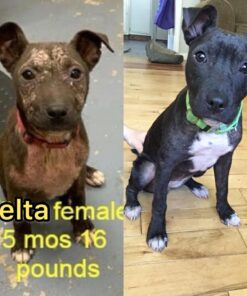 Pet MD - Benzoyl Peroxide Medicated Shampoo for Dogs and Cats - Effective for Skin Conditions, Dandruff, Itch Relief, Acne and Folliculitis - Citrus Scent - 12 oz 28 71s Tsr36hL