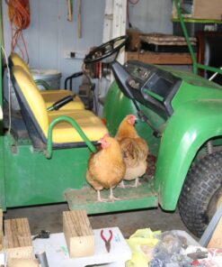 FLYGRUBS Superior to Dried Mealworms for Chickens (1lb) - 85X More Calcium Than Live mealworms - Non-GMO Chicken Feed - BSFL Treats for Hens, Ducks, Turkeys, Wild Birds, Turtles, Quails 1 Pound 30 71s jec0NzL