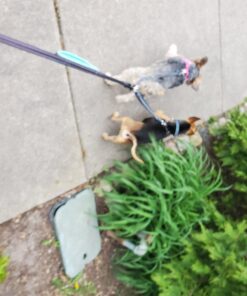 Mighty Paw Dual Dog Leash - Suitable for Two Dogs - Leash for 2 Dogs No Tangle - Leash Splitter - Large and Small Dog Compatible - Dual Leash Attachment - Double Clip Dog Leash Coupler - Dog Splitter Double Leash Standard | Dogs 30+ lbs 40 71s1 3 98oL