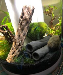 SunGrow Cholla Wood for Shrimps, Dried Husk of Cholla Cactus, Aquarium or Home Decor for Hermit Crabs, Pleco, 3 Pieces per Pack (3 Pieces, 6 inches) 42 71s1BnPwNvL