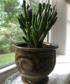 Hobbit Jade Plant - Crassula ovuta - Easy to Grow - 4.5" Pot 25 71s2roU6OL