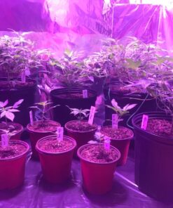 Bluelab PENGTB Grower's Toolbox with pH Pen, Conductivity Tester and Probe Care Kit, Easy Calibration, Digital Meters for Hydroponic System and Indoor Plant Grow 35 71s4QCO3HyL