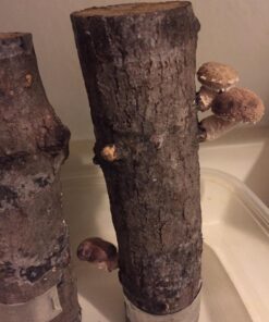 6" to 9" Shiitake Mushroom Log (2 logs per order) 11 71s6OOSOewL