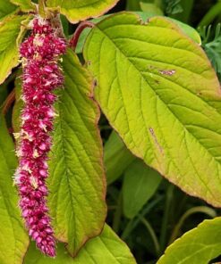 Hummingbird Nectar Wildflower Seeds Bulk Open-Pollinated Wildflower Seed Mix Packet, Non-GMO, No Fillers, Annual, Perennial Wildflower Seeds Year Round Planting - 1 oz 65 71s6igLPWL