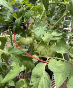 Burpee SteakHouse Hybrid Non-GMO Large Beefsteak Garden Produces Giant 3 LB Fresh Tomatoes | Vegetable Planting, 25 Seeds 39 71s7f6ghK9L