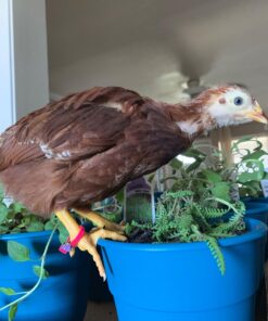 20 Chicken Charm Poultry Leg Bands - Includes Americas Favorite Super Hero's 37 71s8Y9EqFKL