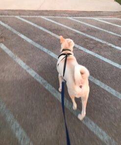 Sporn No Pull Dog Harness Large Size, Black Padded Durable Nylon Mesh Dog Harness, Breathable & Easy Dog Walking Harness for Puppy Training, Provides to All Large & Extra Large Breeds Large/XL 31 71sAtvmBaML