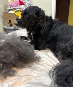 GoPets Dematting Comb with 2 Sided Professional Grooming Rake for Cats & Dogs 27 71sC1PqQbPL