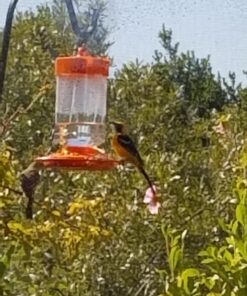 First Nature 3088 32-ounce Oriole Feeder 33 71sEwa8ZR0L