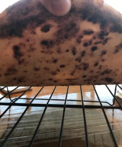 Bertello Outdoor Pizza Oven Black 45 71sG qvhlL