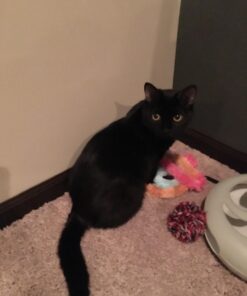 Natural Balance Limited Ingredient Adult Grain-Free Dry Cat Food, Reserve Duck & Green Pea Recipe, 10 Pound (Pack of 1) 10.00 Pound (Pack of 1) 15 71sHAEXMSL