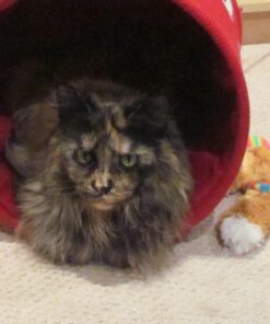 Royal Canin Feline Care Nutrition Hairball Care Dry Cat Food, 3 lb bag 3 Pound (Pack of 1) 34 71sI1Iq4HOL 1