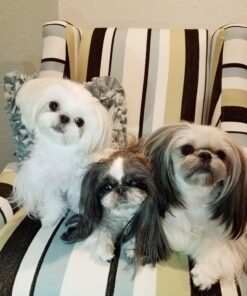 Pooph Pet Odor Eliminator, 32oz Spray - Dismantles Odors on a Molecular Basis, Dogs, Cats, Freshener, Urine, Poop, Pee, Deodorizer, Natures, Puppy, Fresh, Clean, Furniture, Potty, Safe Pet Odor Eliminator - 32 oz Spray 25 71sKjIpRVwL