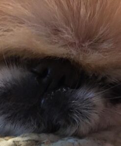 Organic Yarrow Flower Powder, 1 lb (453 g) 9 71sLyrkOHbL