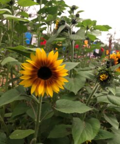 Seed Needs, Firecracker Sunflower (Helianthus annuus) Twin Pack of 85 Seeds Each 36 71sNENas4PL