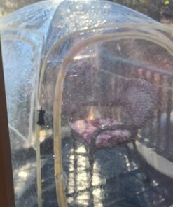 EighteenTek Holiday Decoration Sports Tent with Sealed Floor - Instant Tent Shelter - Outdoor Bubble Tent 1-6 Person - Rain Tent Camping Sun Shelter Pop Up - Clear, Patent Protected Design 72"x72"x65"h 67 71sNxbXc2TL 1