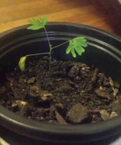 TickleMe Plant Seed Packets (3) and Free Complete Care Book - Grow The Only Plant That Closes Its Leaves When You Tickle It | Adult TickleMePlant can Also Produce Pink Cotton Flowers | 15 71sRzLjhDzL