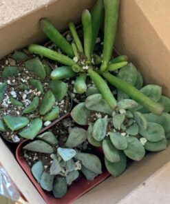 Shop Succulents Verde Succulent Plant Pack Collection - Live Mini Succulent Plants, Low Maintenance, Mix of Green Succulents & Textures - Wedding and Party Favors, Gift & Garden, Pack of 4 4-Pack 22 71sTCAQvq7L