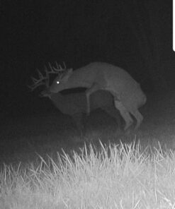 Shooter Buck 3D Deer Archery Target 3-D Buck Target 33 71sURhT1cvL