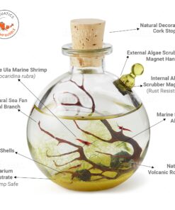 Shrimp Bubble Glass Self-Sustaining Ecosystem Amber 24 71sUe9gHNL