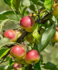 Nikon D750 w/ 24-120mm Lens 54 71sUfpabnsL