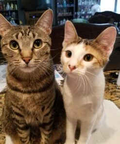 Comfort Zone Calming Diffuser Kit for Cat Calming Single Diffuser Kit Old Feliway Formula 46 71sVTUoCf7L