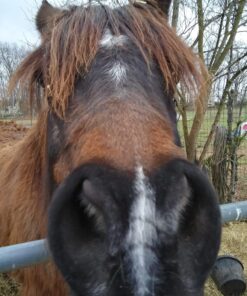 Alternative view of WAHL Professional Animal Blade Oil for Pet Clipper and Trimmer Blades