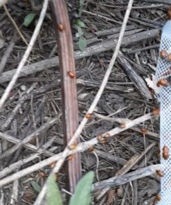 300 Live Ladybugs - Good Bugs - Ladybugs - Guaranteed Live Delivery! 35 71sWfi9C0HL