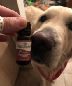 Plant Therapy Organic Frankincense Serrata Essential Oil 100% Pure, USDA Certified Organic, Undiluted, Natural Aromatherapy, Therapeutic Grade 10 mL (1/3 oz) 0.33 Fl Oz (Pack of 1) 29 71sX0H3EwDL