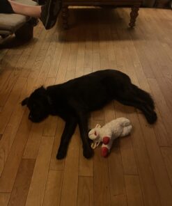 Multipet Plush Dog Toy, Lambchop, 10", White/Tan, Small 10" 43 71sXSpg2AhL