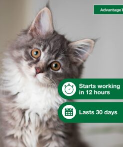 Advantage II Kitten Vet-Recommended Flea Treatment & Prevention | Cats 2-5 lbs. | 2-Month Supply 25 71sacCy3juL