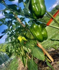 Miracle-Gro Water Soluble All Purpose Plant Food 5 lb. 1 Pack 47 71sdXAc EkL