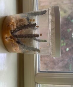 5 Live Caterpillars Shipped Now- Butterfly Kit Refill 52 71se6kQxxlL