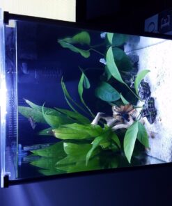 Fluval SPEC Freshwater Aquarium Kit, Aquarium with LED Lighting and 3-Stage Filtration, 2.6 Gallon, Black, Large Breeds 2.6 Gal. 56 71sgeOGNsL