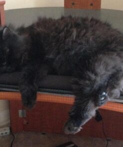 LapGear Home Office Pro Lap Desk with Wrist Rest, Mouse Pad, and Phone Holder - Black Carbon - Fits Up to 15.6 Inch Laptops - Style No. 91498 Retail Packaging 26 71sh3FdsReL