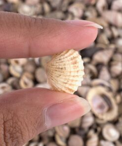 Tiny Miniature Fairy Garden Beach Critter Seashells Marine Life Collection for Art & Craft Project, Outdoor & Indoor Home Decoration, Party Favor, Invitation (4.5oz Bag, 500 Shell) 24 71siV3vGOxL 1