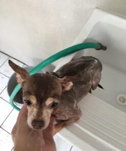 Davis Pramoxine Anti Itch Dog and Cat Creme Rinse, 12-Ounce, tan (DM158 12) 25 71sikl3WcHL