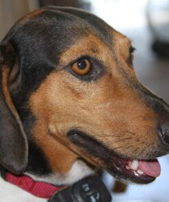 PetSafe Basic Bark Control Collar for Dogs 8 lb. and Up, Anti-Bark Training Device, Waterproof, Static Correction, Canine - Automatic Dog Training Collar to Decrease Barking, PBC-102 41 71skTGjimeL