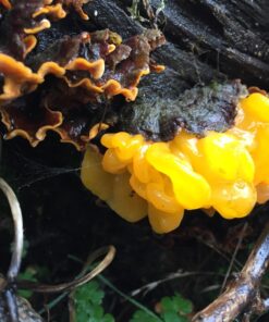 Growing Gourmet and Medicinal Mushrooms Paperback 19 71sppqyDXgL