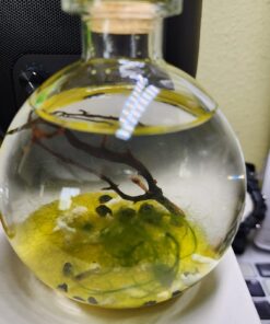 Shrimp Bubble Glass Self-Sustaining Ecosystem Amber 31 71srQ7YNTrL