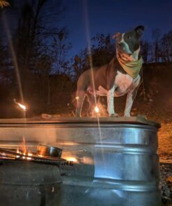 PENN-PLAX Quick-Net Aquarium Fish Nets – Durable, Strong, and Safe – Color May Vary (Blue or Green) 4" Net 32 71sslaGLXL